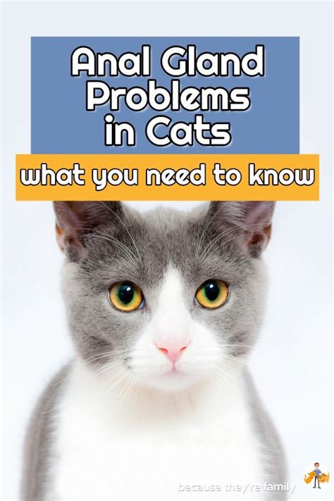 Cat Anal Gland Problems: Causes, Symptoms